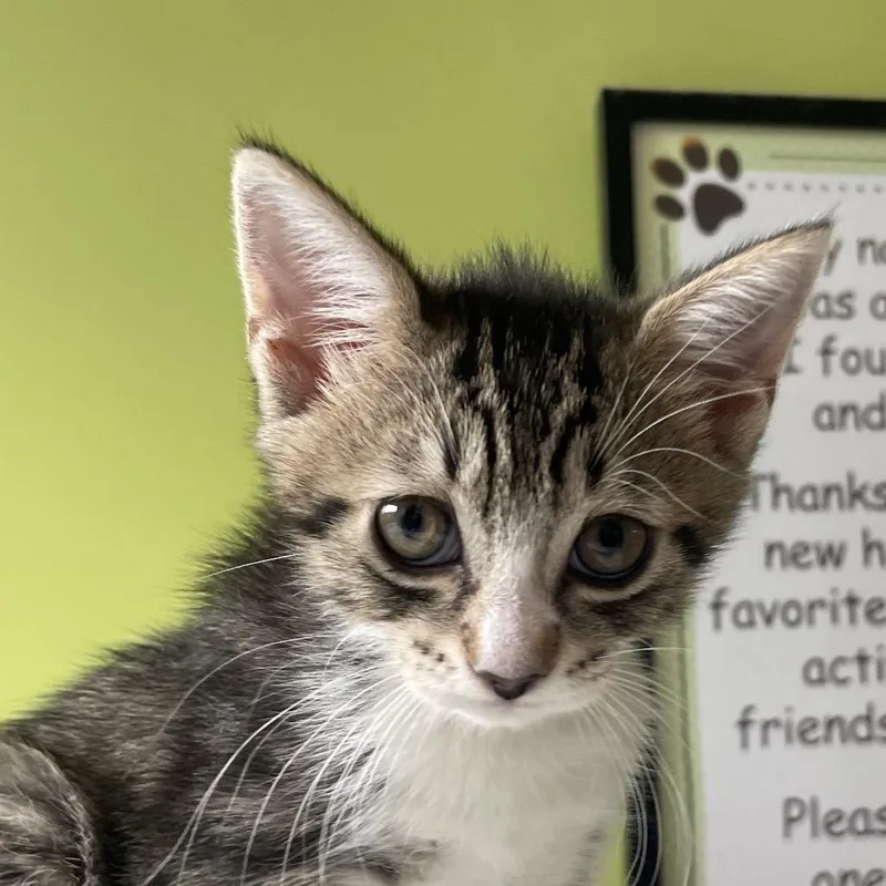 A baby small-sized female Brown / Chocolate Domestic Short Hair cat named Hickory for adoption in Chicago, IL
