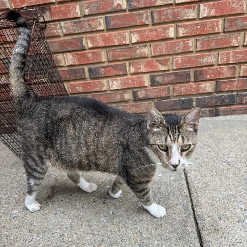 A senior extra large-sized male Gray / Blue / Silver Domestic Short Hair cat named David for adoption in Columbus, GA