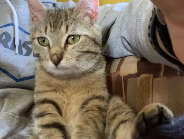 A young small-sized female Tabby (Brown / Chocolate) Domestic Short Hair cat named Abby Cadabby for adoption in Chambersburg, PA