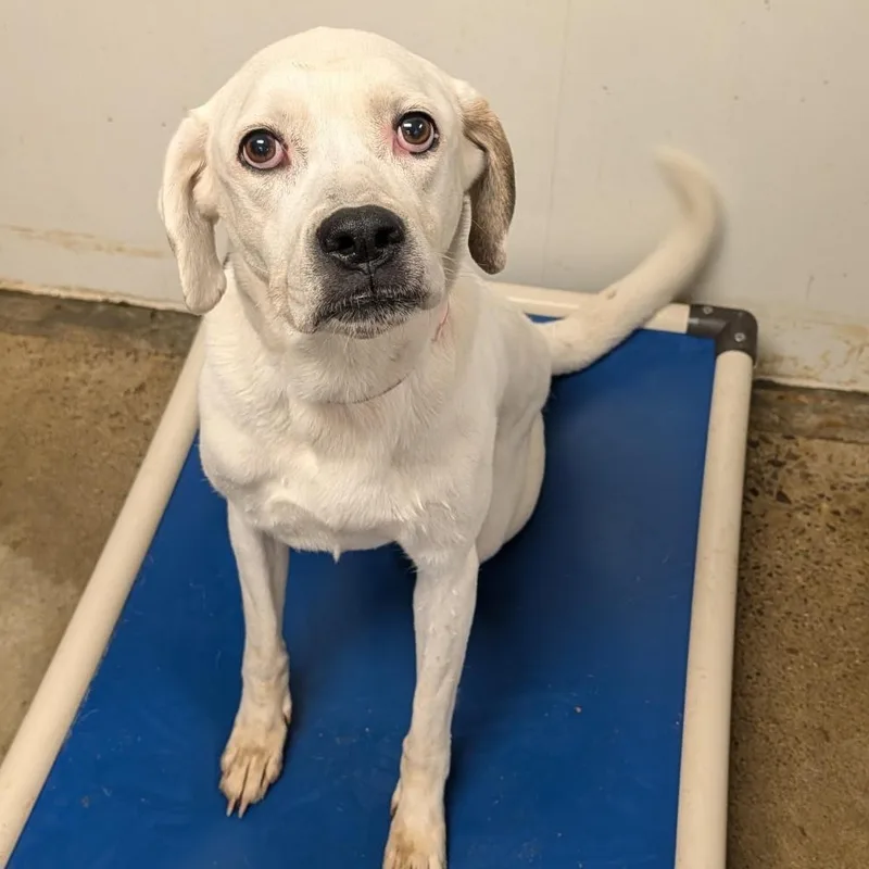 An adult medium-sized female White / Cream Boxer dog named Sadie for adoption in Blue Earth, MN