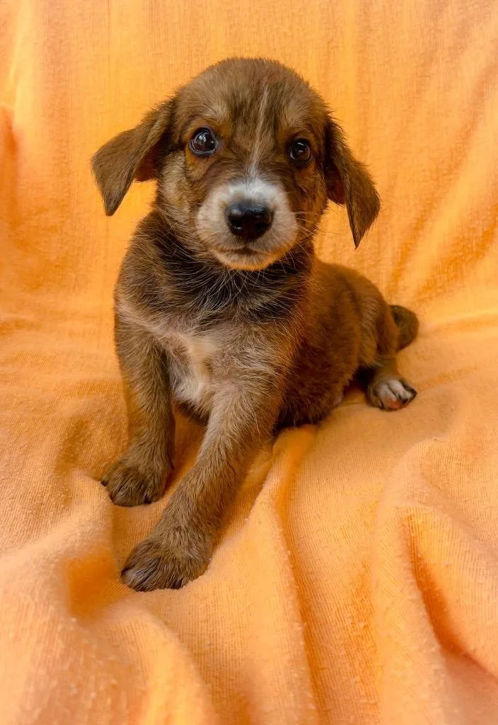 A baby medium-sized male Mixed Breed dog named Gilbert for adoption in Murray, KY