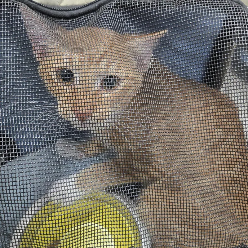 A young medium-sized male Orange / Red Domestic Short Hair cat named Simba for adoption in Newark, NJ