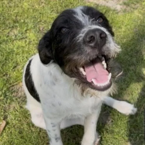 A young large-sized male White / Cream German Wirehaired Pointer dog named Blackjack for adoption in QUINCY, FL