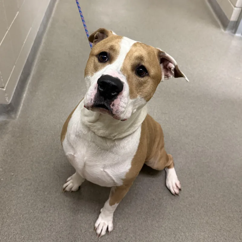 An adult large-sized male Pit Bull Terrier dog named Milo for adoption in Kearney, NE