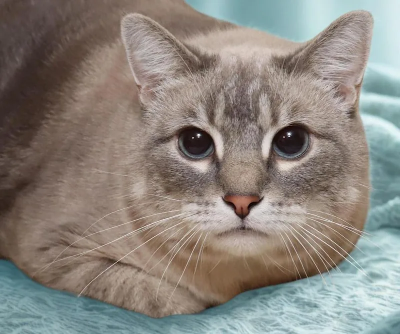 Purrscilla thumbnail 2