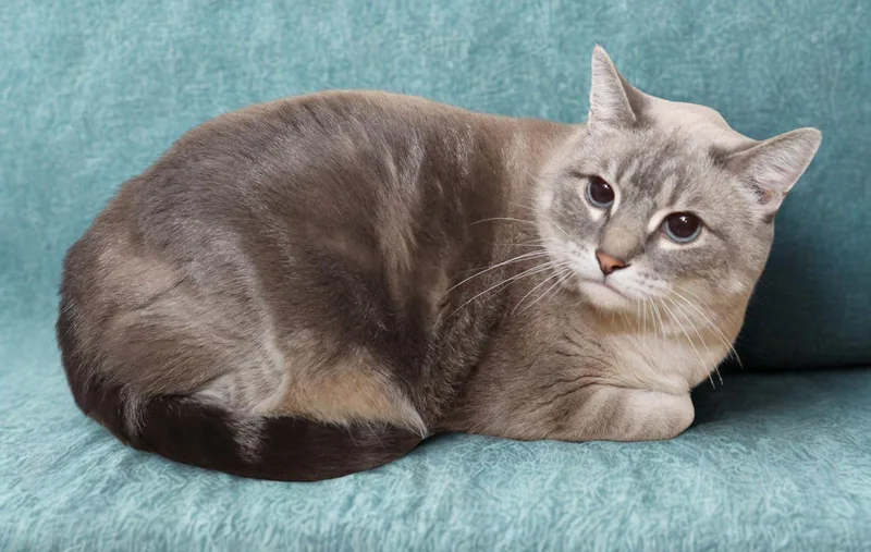 Purrscilla thumbnail 3