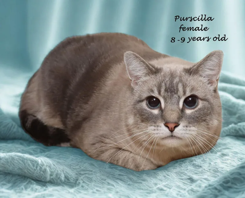 Purrscilla thumbnail 4