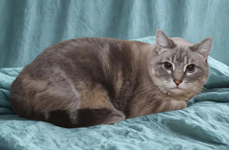 Purrscilla thumbnail 6