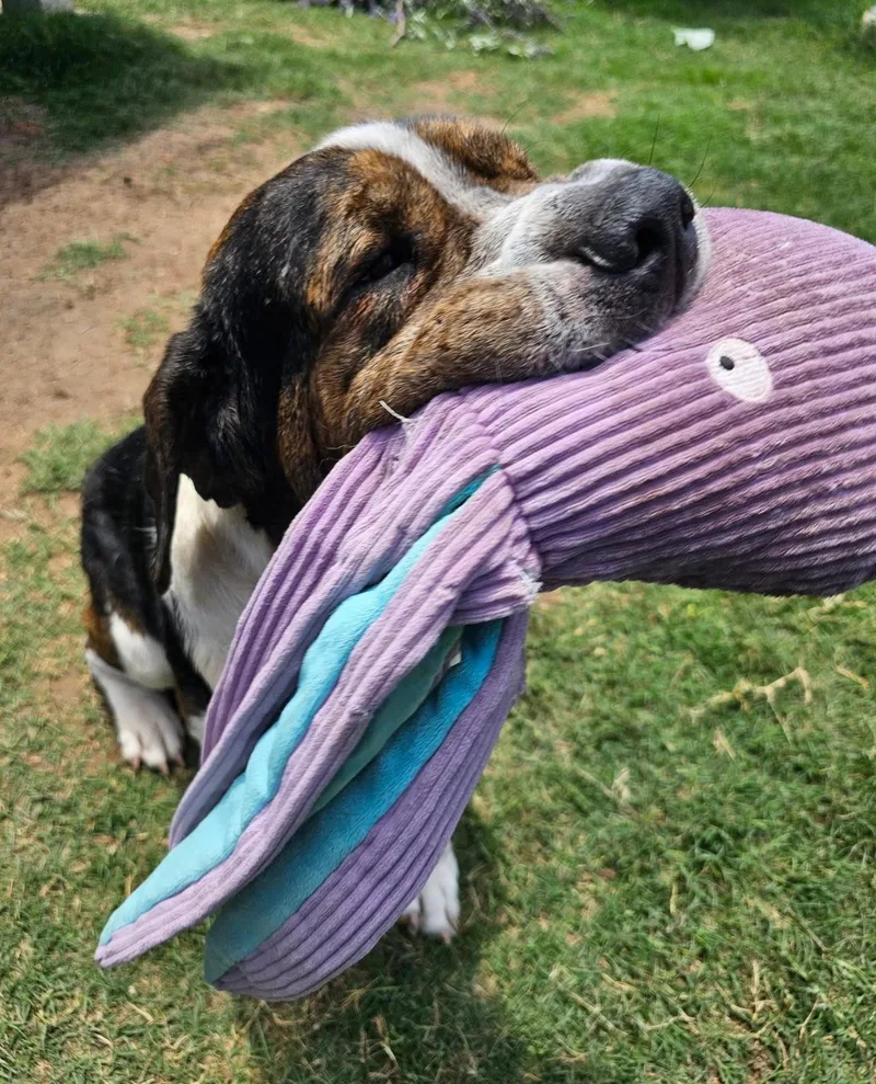 An adult large-sized male Brown / Chocolate Mastiff dog named Lionel for adoption in Pflugerville, TX