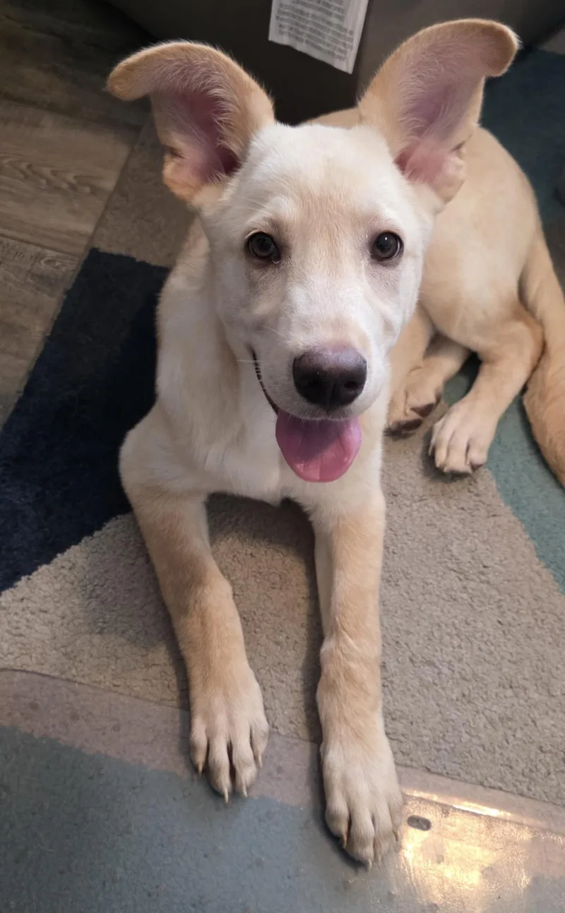 A baby medium-sized female Yellow / Tan / Blond / Fawn Yellow Labrador Retriever dog named Sunshine for adoption in Austin, TX
