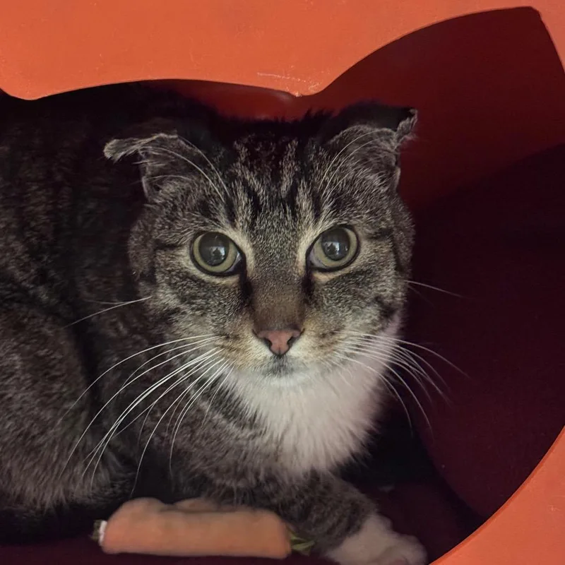 A senior large-sized male Brown / Chocolate Domestic Short Hair cat named Foxy for adoption in Waukesha, WI