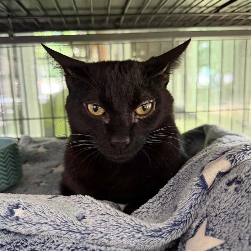 A young small-sized female Black Domestic Short Hair cat named LiIliana for adoption in Hampton Bays, NY