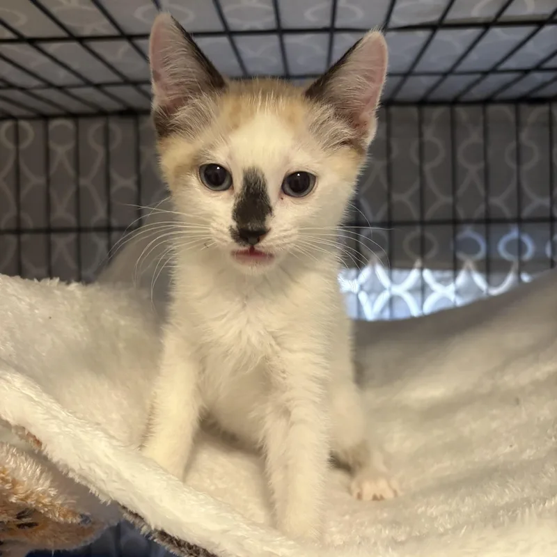 A baby medium-sized female Seal Point Siamese cat named London for adoption in La Canada, CA