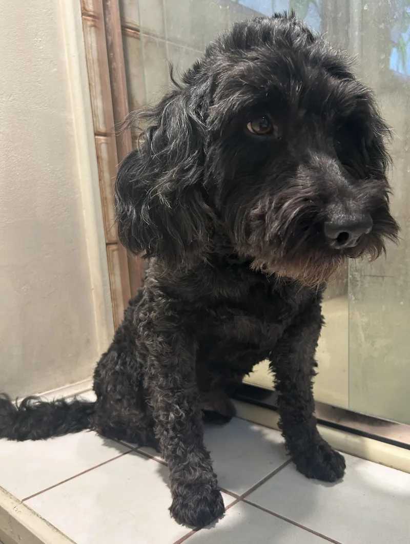 An adult medium-sized male Black Poodle dog named Buddy for adoption in El Cajon, CA