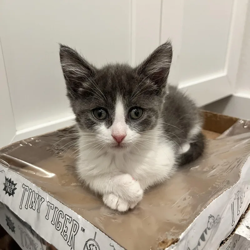 A baby medium-sized female Gray & White Domestic Short Hair cat named Dorothea for adoption in Hudsonville, MI