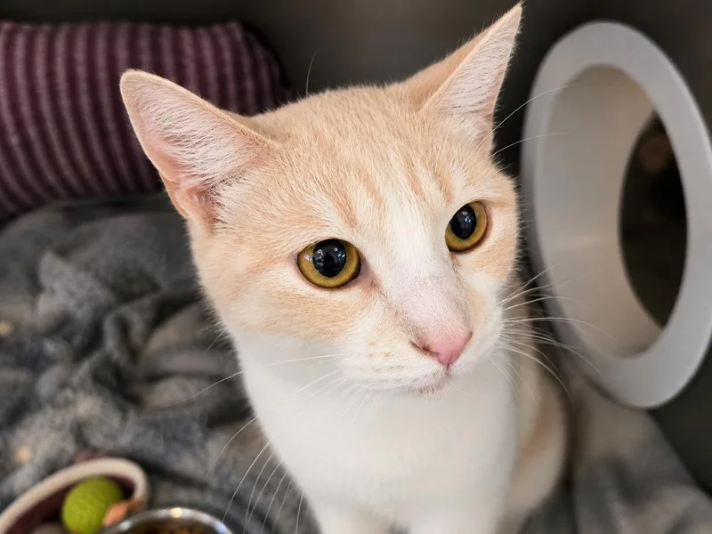 An adult small-sized female Orange & White Domestic Short Hair cat named Daffodil for adoption in Southbury, CT