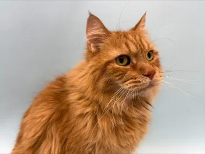 A senior small-sized male Domestic Long Hair cat named Randy for adoption in Woodbury, MN
