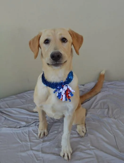 A baby large-sized female Labrador Retriever dog named Bell for adoption in McKinney, TX