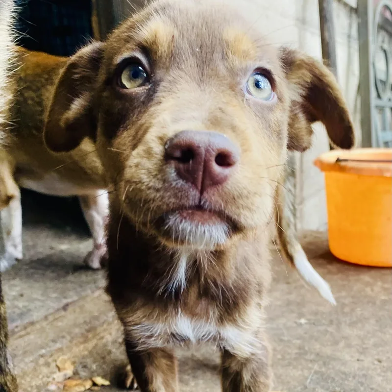 Hope's Puppies Pc thumbnail 2