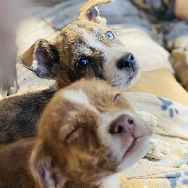 Hope's Puppies Pc thumbnail 3