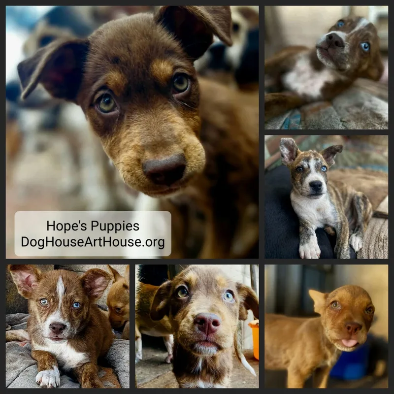 A baby medium-sized female Cattle Dog dog named Hope's Puppies Pc for adoption in Goliad, TX