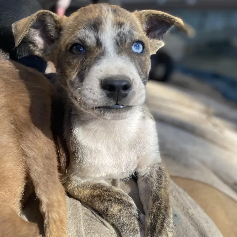 Hope's Puppies Pc thumbnail 4