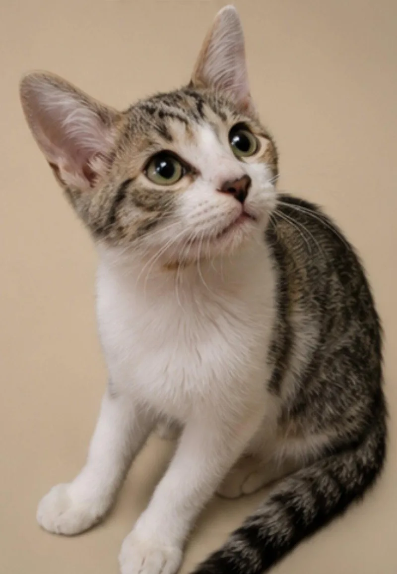 A baby medium-sized male Tabby cat named Wellington for adoption in Cuyahoga Falls, OH