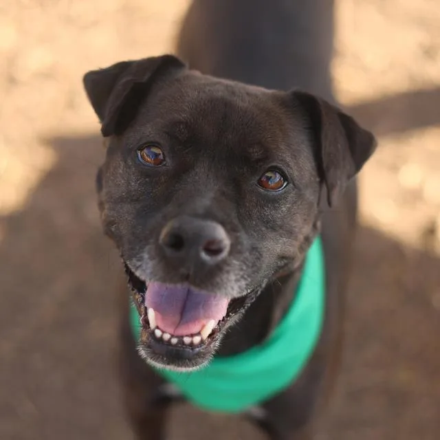 An adult medium-sized female American Staffordshire Terrier dog named Kyota for adoption in San Antonio, TX