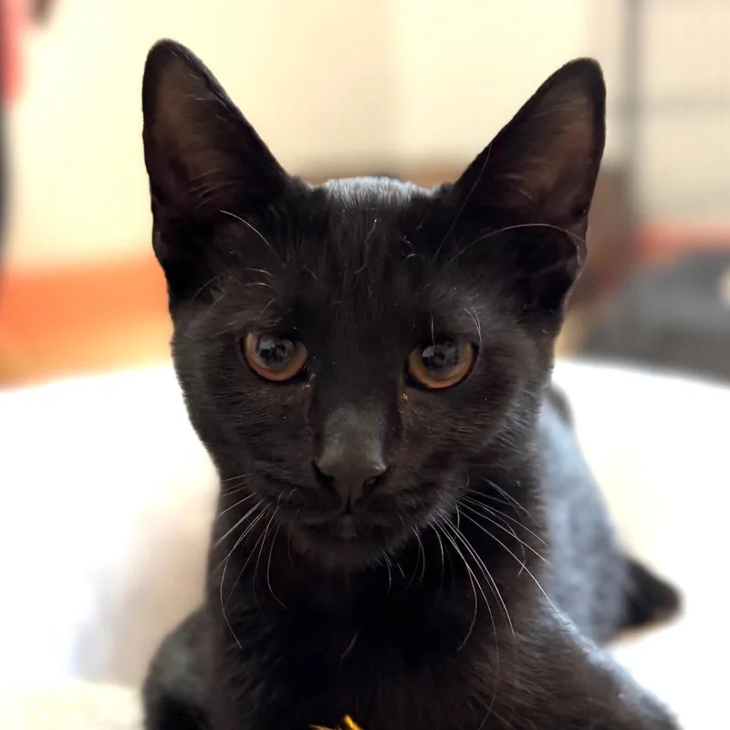 A baby small-sized female Black Domestic Short Hair cat named Dove for adoption in Decatur, GA