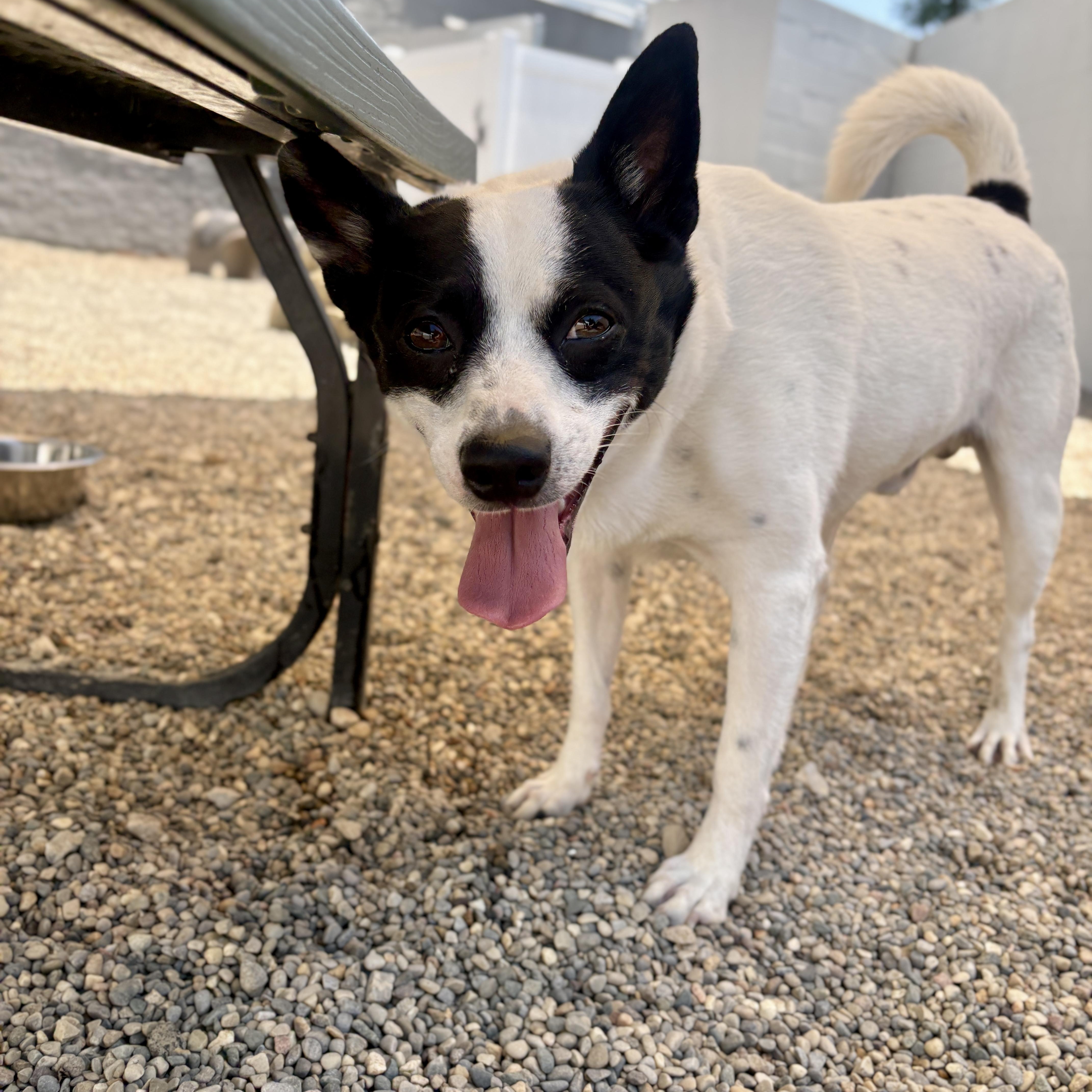 An adult medium-sized male Black Cattle Dog dog named Kobi for adoption in Detroit, MI