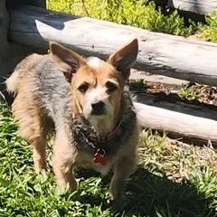 An adult small-sized female Tricolor (Brown, Black, & White) Terrier dog named Starlight for adoption in Tulsa, OK