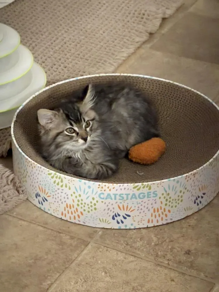 A baby small-sized female Tabby cat named Aly for adoption in Dallas, TX