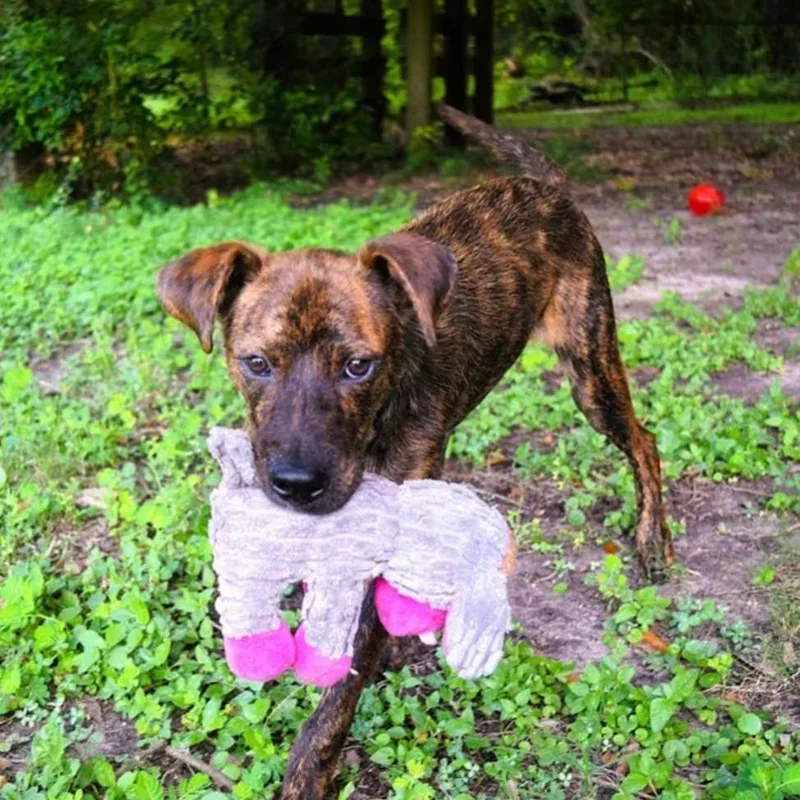 A young medium-sized male Brindle Pit Bull Terrier dog named Mitchie for adoption in Birmingham, AL