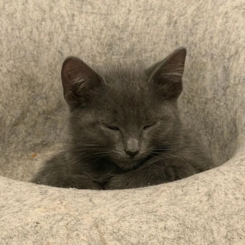 A baby small-sized male Gray / Blue / Silver Domestic Short Hair cat named Ash for adoption in Minneapolis, MN
