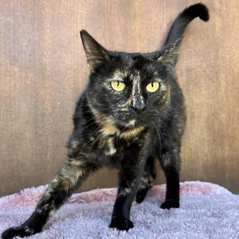 Lady Mae thumbnail 2