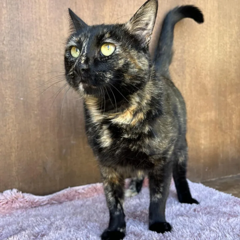 Lady Mae thumbnail 3