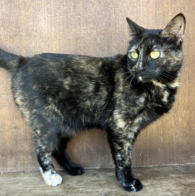 Lady Mae thumbnail 4