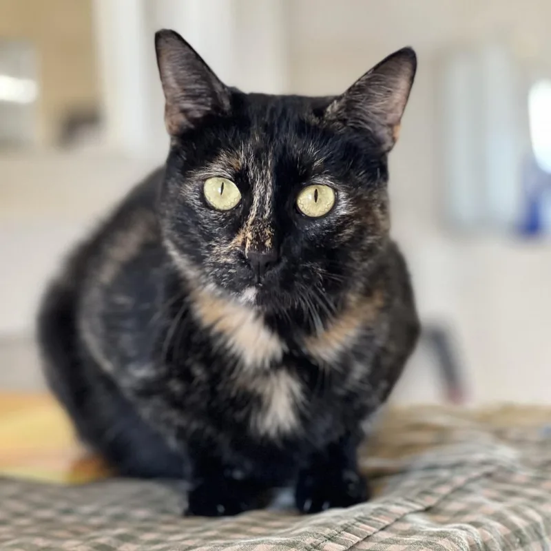 Lady Mae thumbnail 5