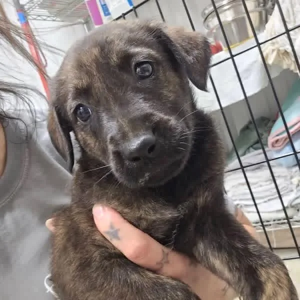 A baby small-sized male Black Labrador Retriever dog named KettleU for adoption in Tupelo, MS