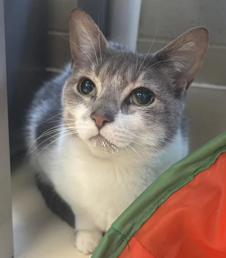 An adult medium-sized female Gray & White Domestic Short Hair cat named Sundae for adoption in Kalamazoo, MI