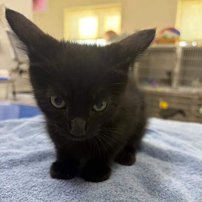 A baby small-sized female Domestic Short Hair cat named Blackberry for adoption in Spokane, WA