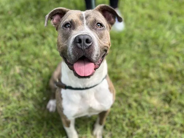 A young medium-sized male Pit Bull Terrier dog named Bevo for adoption in Charlotte, NC
