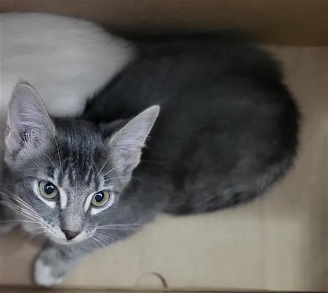 A baby medium-sized female Domestic Long Hair cat named Ines for adoption in Dallas, TX