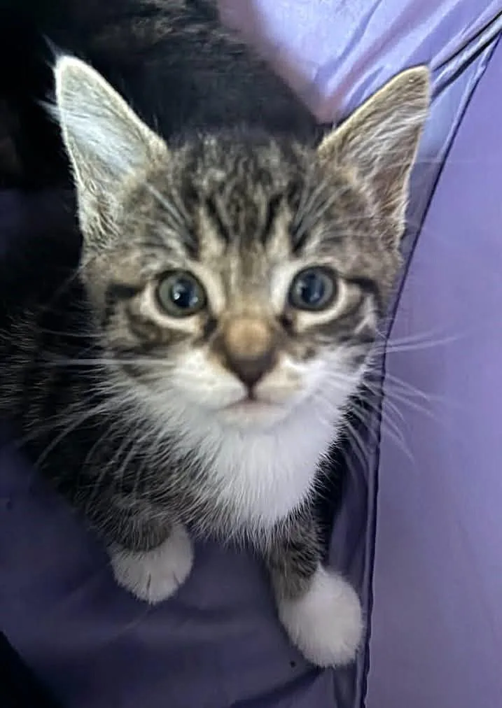 A baby medium-sized female Tabby (Brown / Chocolate) Domestic Short Hair cat named Rose for adoption in Greenville, NC