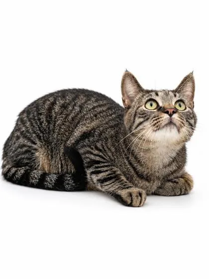 An adult extra large-sized male Domestic Short Hair cat named Dracula for adoption in Bowling Green, KY