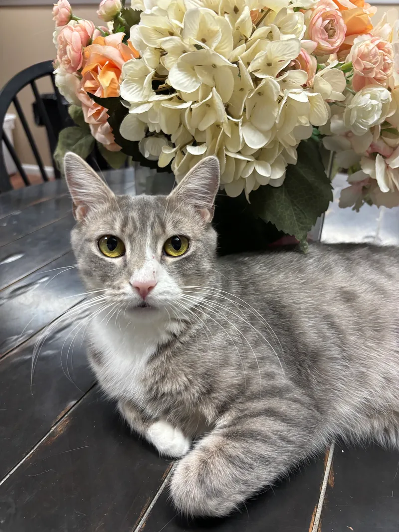 A young small-sized female Gray & White Domestic Short Hair cat named Gia for adoption in Hawthorne, NJ