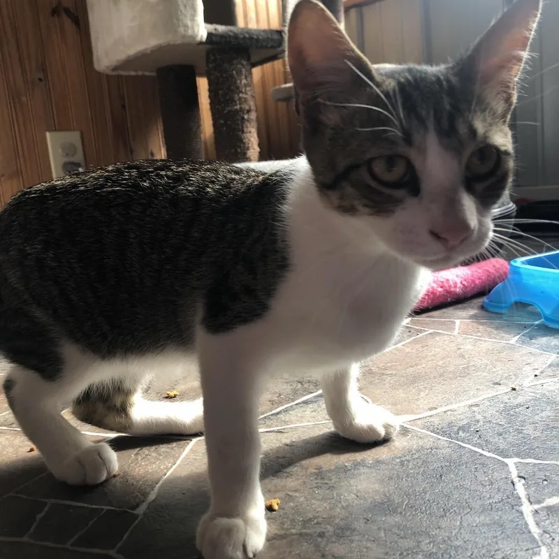 An adult medium-sized male Brown / Chocolate Domestic Short Hair cat named Loki for adoption in Marion, IL