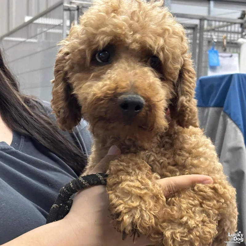 An adult small-sized male Poodle dog named Maximillian for adoption in Washington, DC