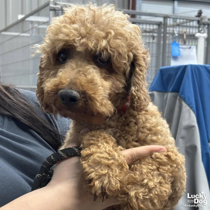 Maximillian thumbnail 2