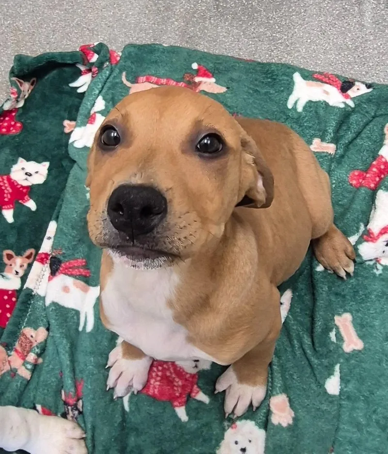 A baby medium-sized male Labrador Retriever dog named George “snout Strait” Wiggleton for adoption in East Ridge, TN